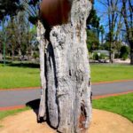 Scarred Tree, Fitzroy Gardens