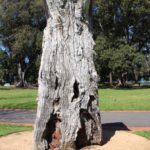 Scarred Tree, Fitzroy Gardens