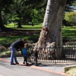 Fairies' Tree, Fitzroy Gardens