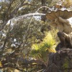 River God, Fitzroy Gardens