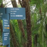 Camellia Collection, The Royal Botanic Gardens, Melbourne