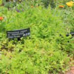 The Herb Garden, The Royal Botanic Gardens, Melbourne